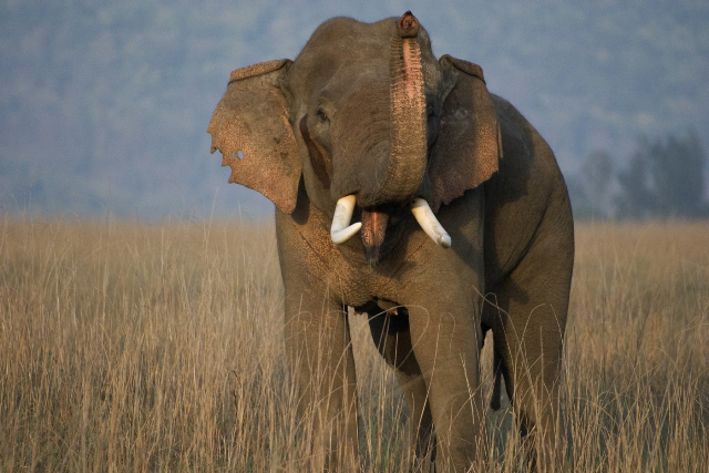 https://www.nepalminute.com/uploads/posts/Wild elephant WWF1673509946.jpg